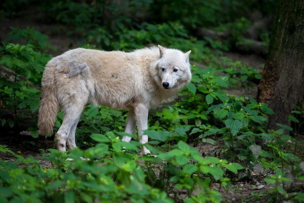 Arktischer Wolf (Canis lupus arctos) alias Polar Wolf