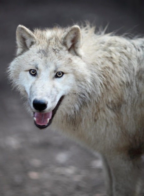 Arktischer Wolf canis lupus arctos, auch bekannt als Polarwolf oder Weißer Wolf. Nahaufnahme eines Porträts dieses wunderschönen Raubtiers