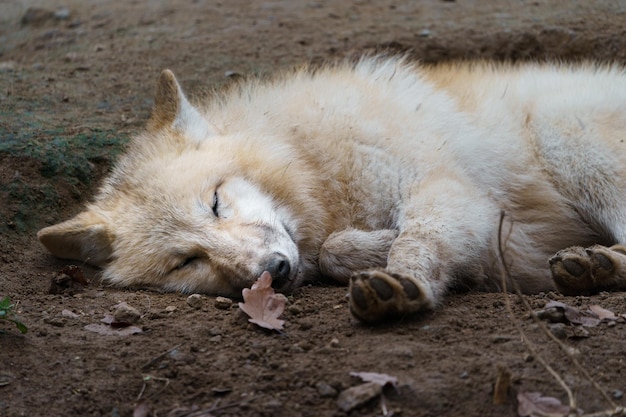 Arktischer Wolf schläft