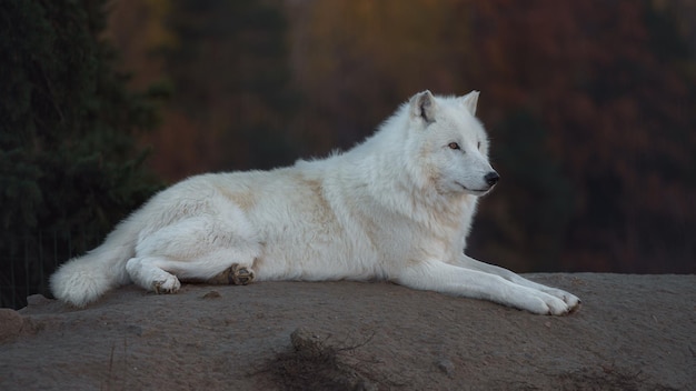 Foto arktischer wolf