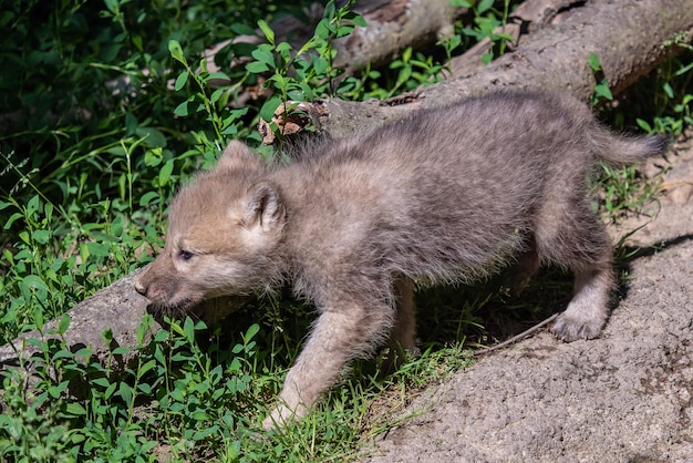 Arktisches Wolfsjunges Canis lupus arctos