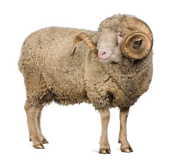 Arles Merino ovelha, carneiro, em pé