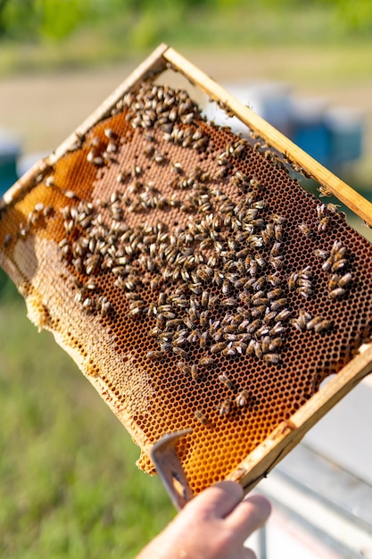 Armação de colmeia de madeira segurando nas mãos Equipamento de apiário de mel orgânico