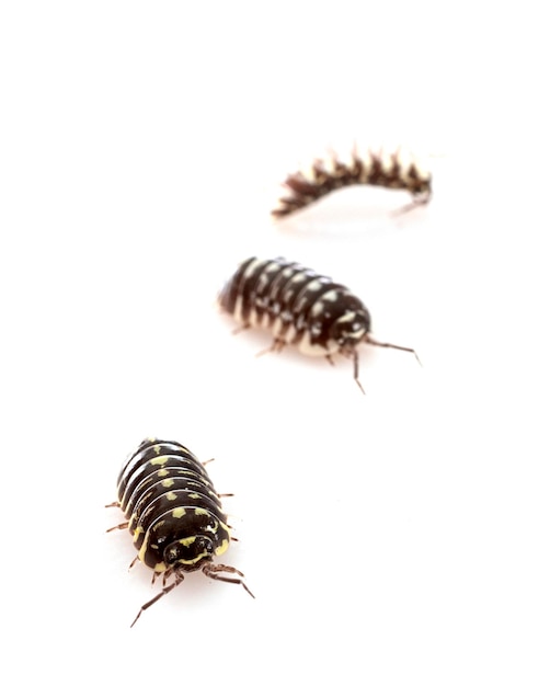 Armadillidium maculatum im Studio