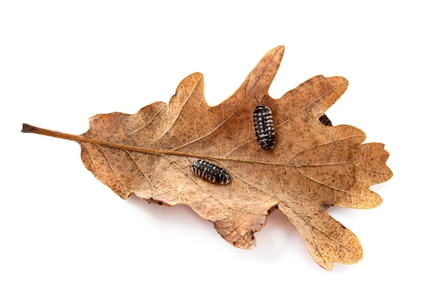 Armadillidium maculatum na frente do fundo branco