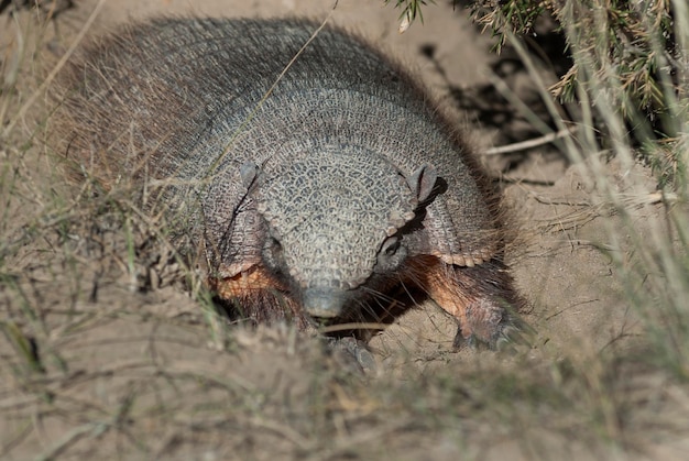 Armadillo en ambiente desértico Península Valdés Patagonia Argentina