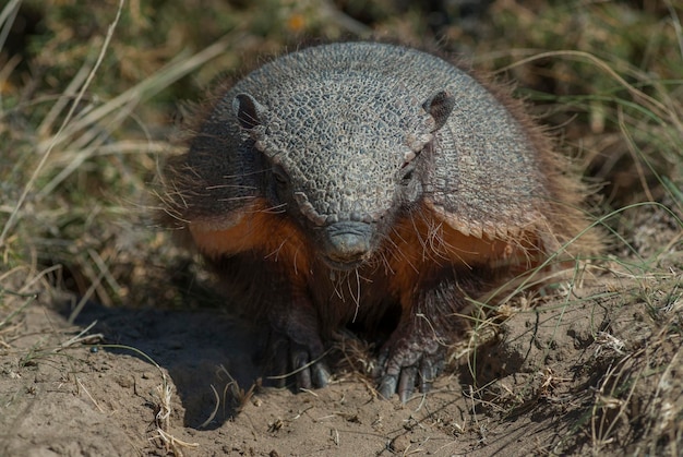 Armadillo Chaetophractus villosus Península Valdez ChubutPatagonia Argentina