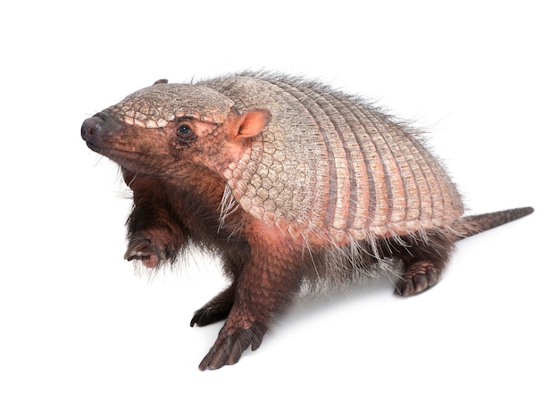 Armadillo - Dasypodidae - Cingulata sobre un blanco aislado