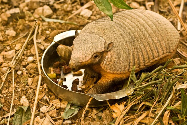 Foto armadillo no zoológico de jerusalém jerusalém israel