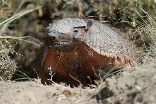 Armadillo peludo em ambiente desértico Península Valdes Patagônia Argentina