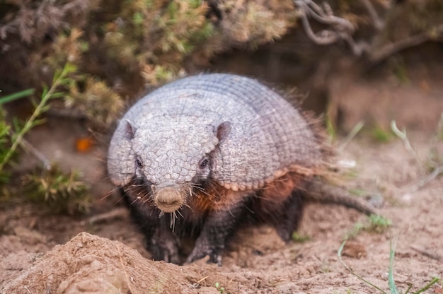 Foto armadillo peludo em ambiente desértico península valdes patagônia argentina