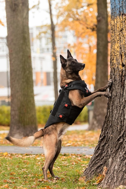 Armadura de cachorro. cão em um colete à prova de balas. retrato de pastor belga malinois ao ar livre. cão de trabalho. guar