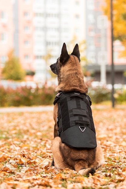 Armadura de perro. Perro con chaleco antibalas. Retrato de pastor belga malinois al aire libre. perro de trabajo guar