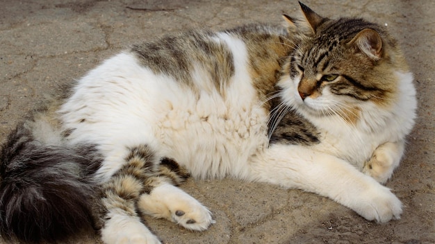 Arme Katze in einem privaten Tierheim in der Stadt Odessa. Verlorene und verlassene Katzen aufgrund des Krieges in der Ukraine.