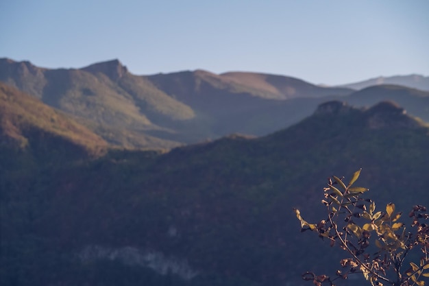 Foto armenia garganta de la montaña vista de otoño rama de árbol primer plano con fondo de montañas borrosas cordillera una pintoresca vista del paisaje con cielo azul fotografía de archivo