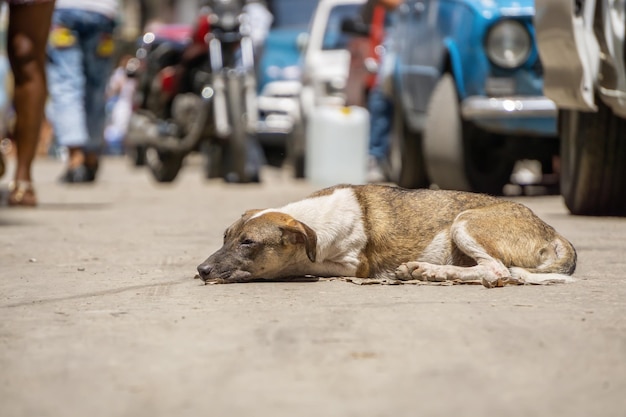 Armer unerwünschter obdachloser Hund in den Straßen der alten Hauptstadt von Havanna, Kuba