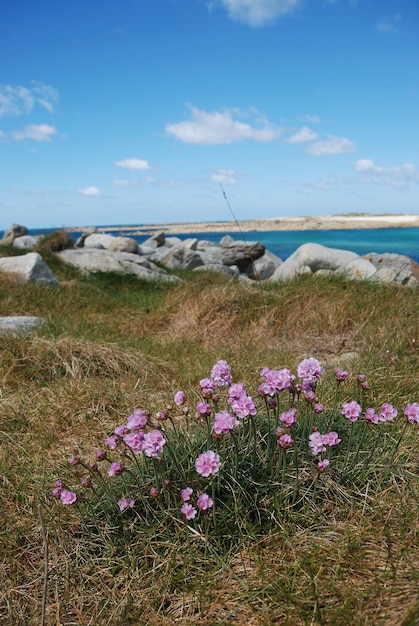 Armeria maritima pink sea creciendo sobre una duna