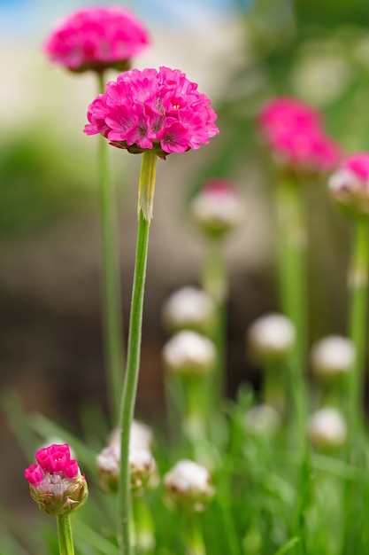 Armeria vulgaris Flores silvestres en primavera. Una planta de jardín perenne.