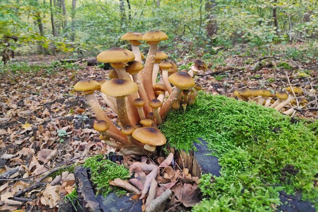 Armillaria mellea en el bosque