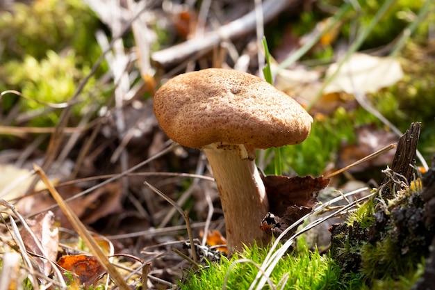 Armillaria mellea, comúnmente conocido como hongo de la miel, un hongo basidiomiceto del género Armillaria