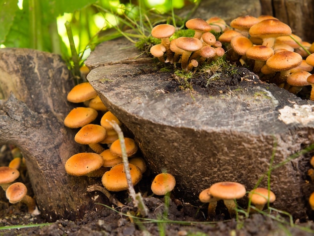 Armillaria mellea mel agarics em um toco podre na floresta Lindo cogumelo comestível