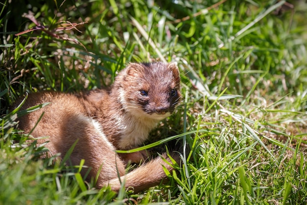 Arminho (mustela erminea) descansando ao sol