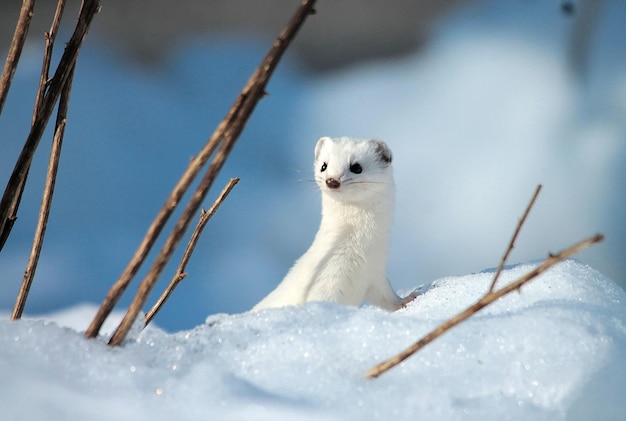 Armiño blanco en la nieve.