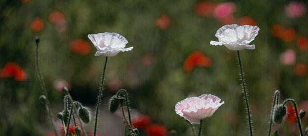 Armonía y majestuosidad, ternura y fugacidad del ser en una sola flor. Atractivo, brillante, color blanco.