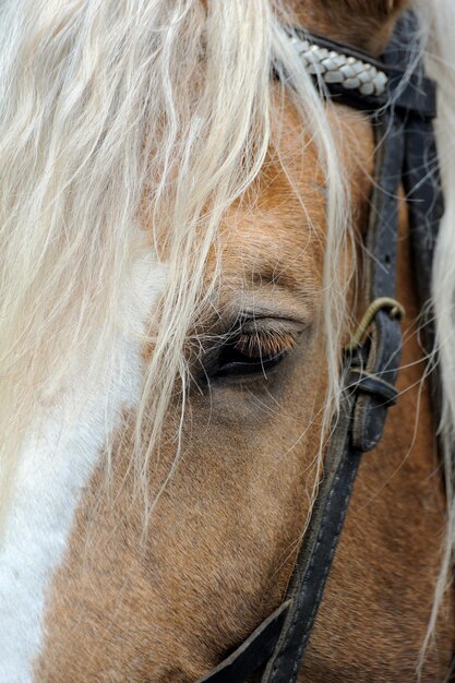 El arnés de un caballo vestido de marrón.