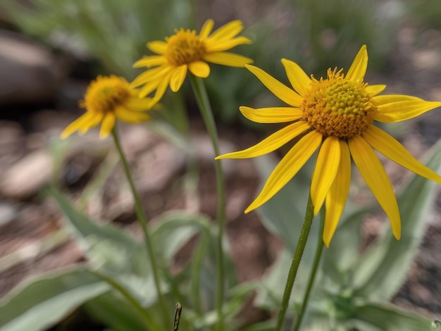 Arnica montana en el jardín