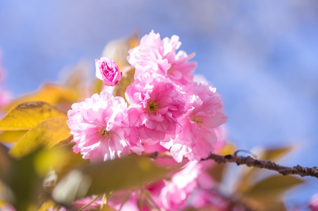 Aroma e fragrância. Temporada de primavera. Ternura. Ramo de sakura. Conceito de perfumaria. Sakura floresce. Flores de Sakura em fundo close-up. Pano de fundo floral. Conceito de jardim botânico. Concurso flor