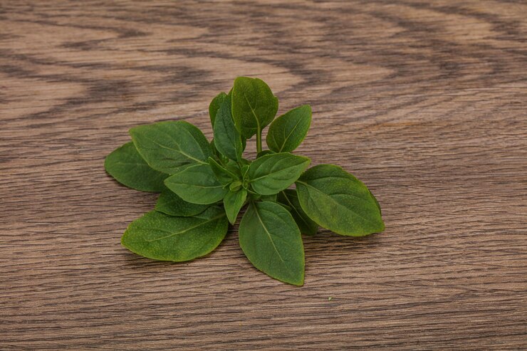 Foto aroma tempero folhas de manjericão verde