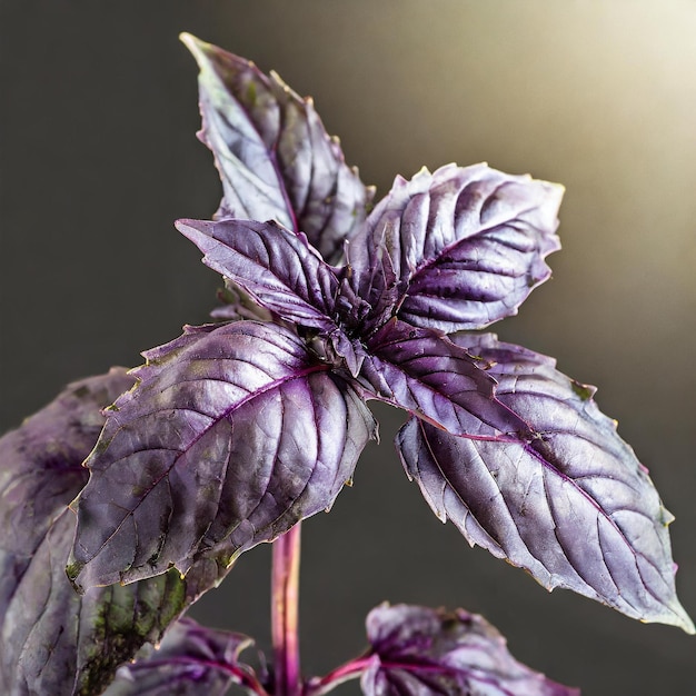 Foto aromatische essenz saftiger lila basilikumzweig, der himmlischen duft ausstrahlt