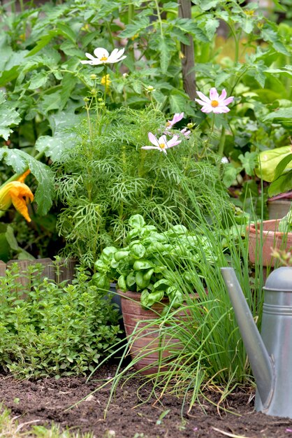 Aromatische Pflanze und Basilikum Topfpflanzen wachsen in einem Gemüsegarten mit einer Gießkanne