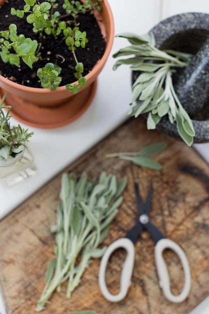 Aromatischer Salbei hinterlässt Kräuter in der Küche