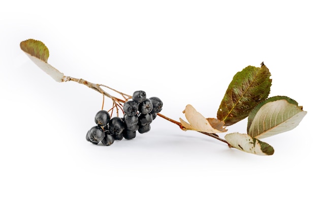 Aronia é isolado em um fundo branco.