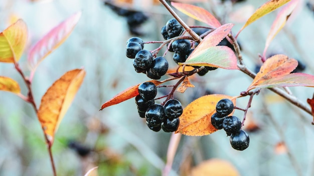 Aronia-Früchte auf Buschzweig, Aronia-Beeren im Herbstgarten