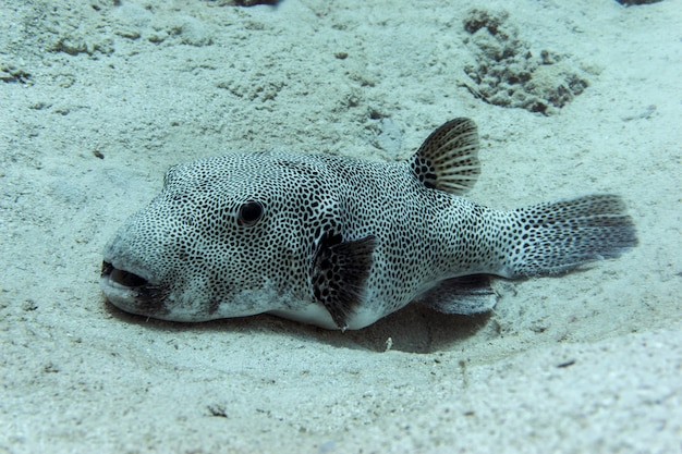 Arothron stellatus no fundo do mar