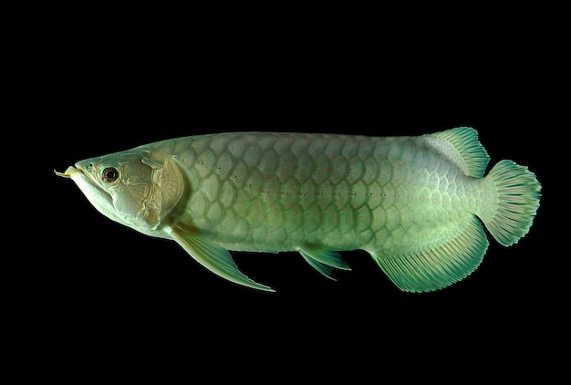 Arowana Fisch auf schwarzem Hintergrund