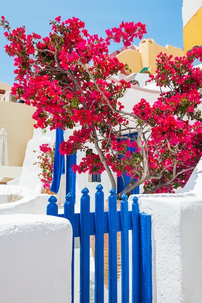 Foto arquitectura blanco-azul en la isla de santorini, grecia. hermosos árboles de flores en el patio