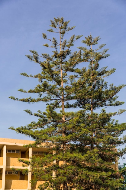 Foto arquitectura de maspalomas