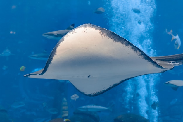 Arraia nadando debaixo d'água. A arraia de cauda curta ou arraia lisa (Bathytoshia brevicaudata) é uma espécie comum de arraia na família Dasyatidae. Atlantis, Sanya, ilha de Hainan, China.