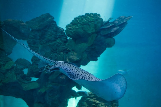 Arraia nadando na água azul