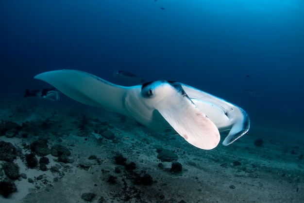 Arraias-manta nadando em torno de uma estação de limpeza