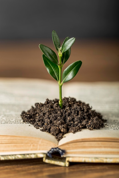 Arranjo com livro e planta no solo