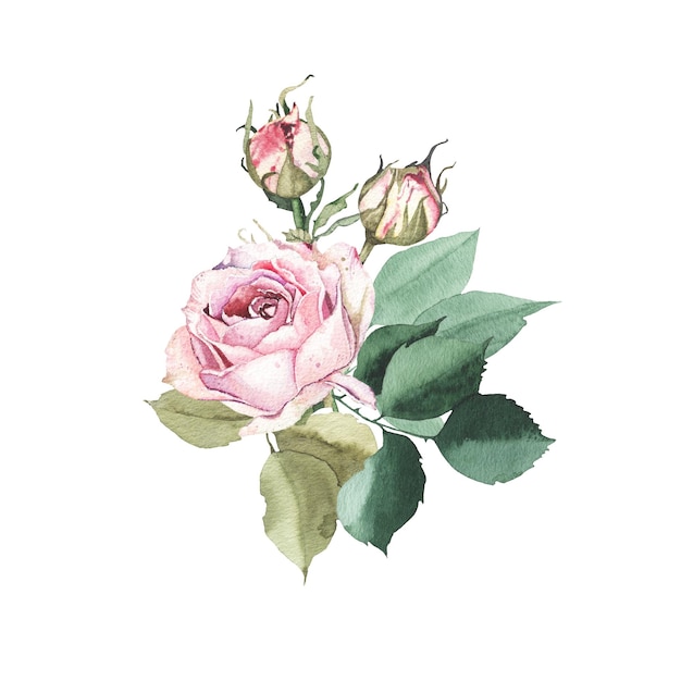 Foto arranjo de buquê de aquarela com folhas verdes de flor de broto de rosas cor de rosa