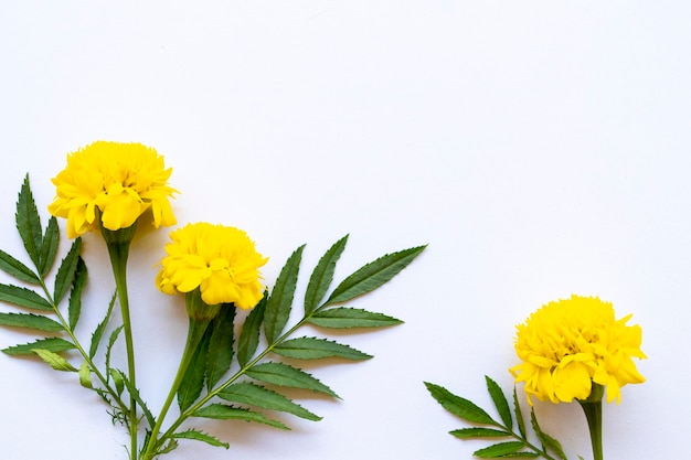 Arranjo de calêndula de flores amarelas planas em estilo de cartão postal