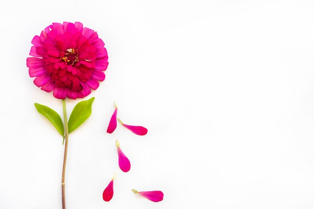 Foto arranjo de flores cor de rosa zinnia elegans estilo de cartão postal plano leigo