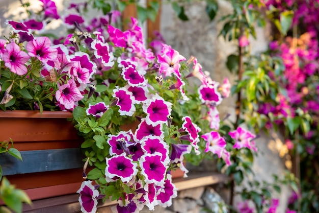 Arranjo de flores de petúnias cor de vinho com veias pretas verbena branca e calibrachoa amarela na cestaCanteiro de flores com flores de petúnia flores brilhantes de verão