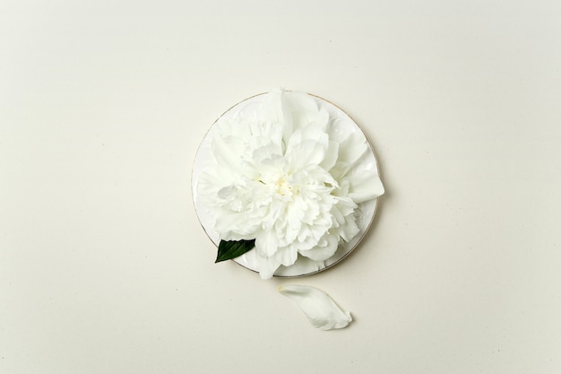 Arranjo de flores minimalista. flor de peônia branca e pétalas em um prato branco sobre fundo pastel, vista superior